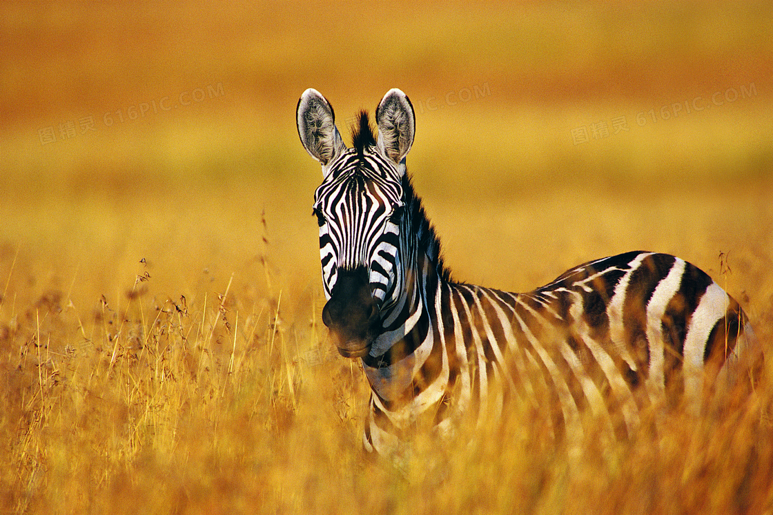 草地上乱草丛里的斑马摄影高清图片