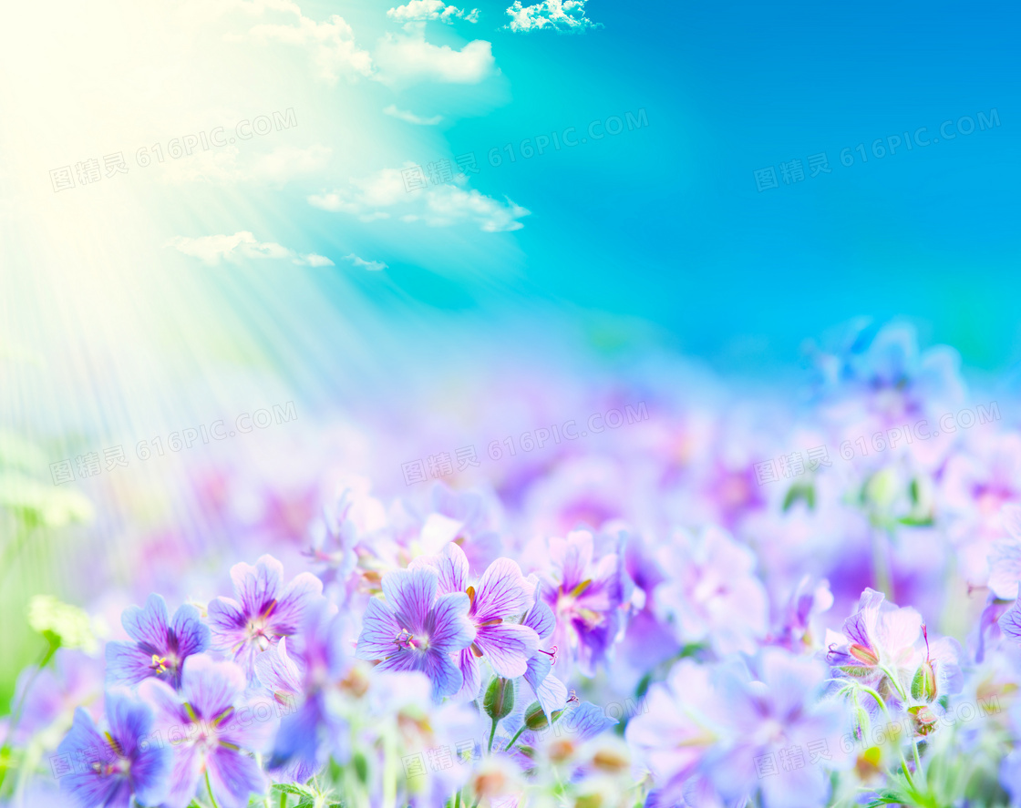 蓝天白云与鲜艳紫色花朵高清图片