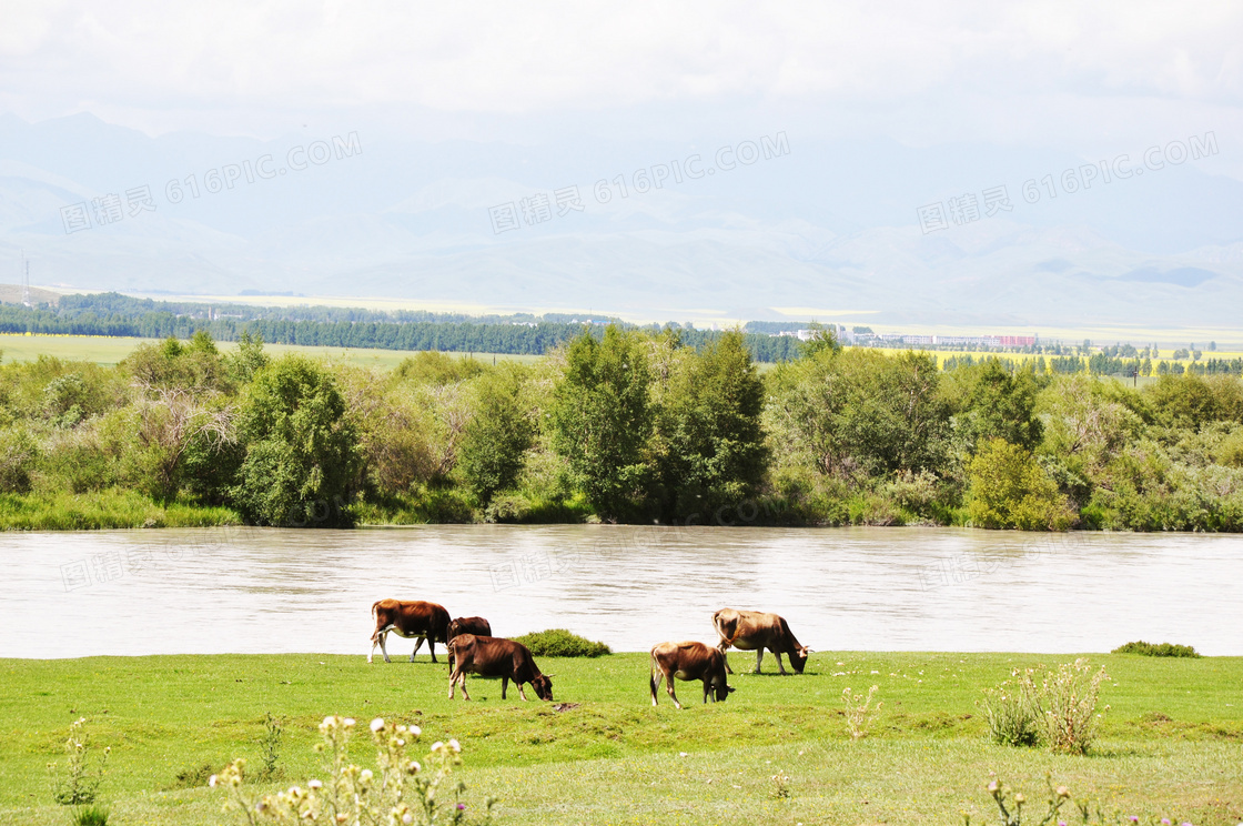 伊犁河畔摄影图片