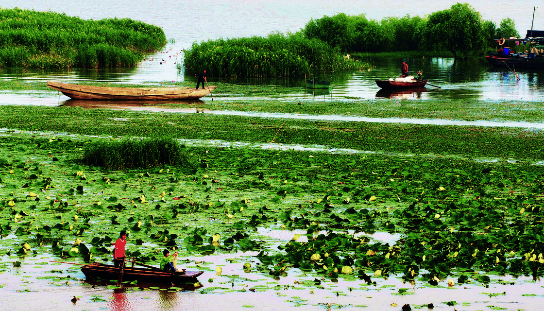 夏季湖上采莲摄影图片