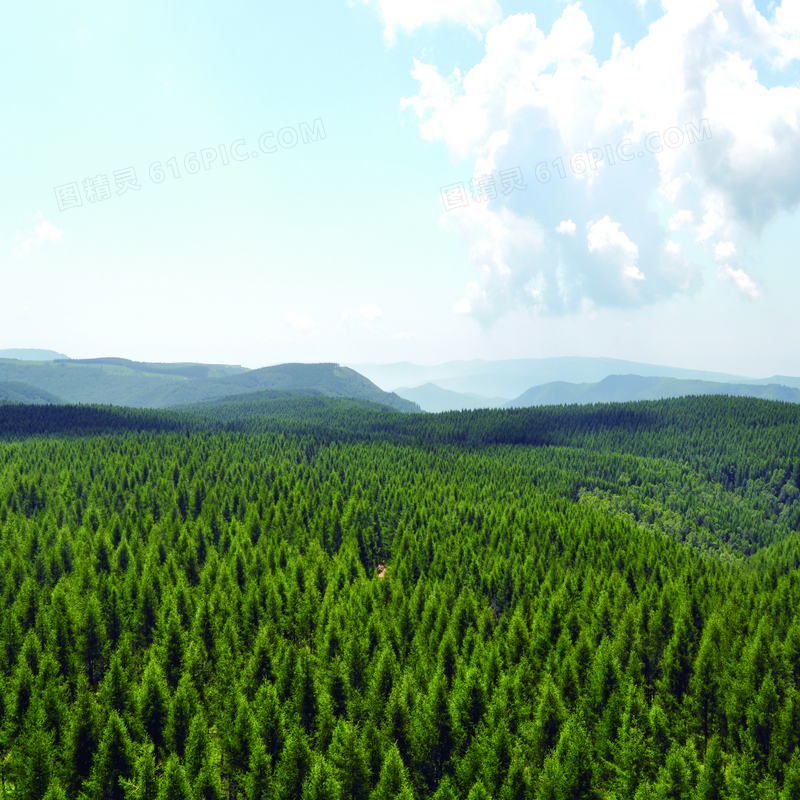 蓝天云彩下的森林景观图摄影图片