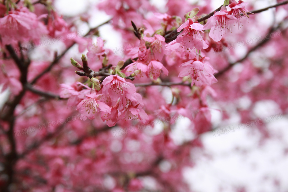 粉红色樱花写实摄影图片