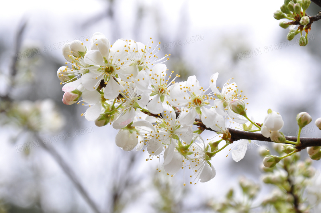 一支白色樱花摄影图片