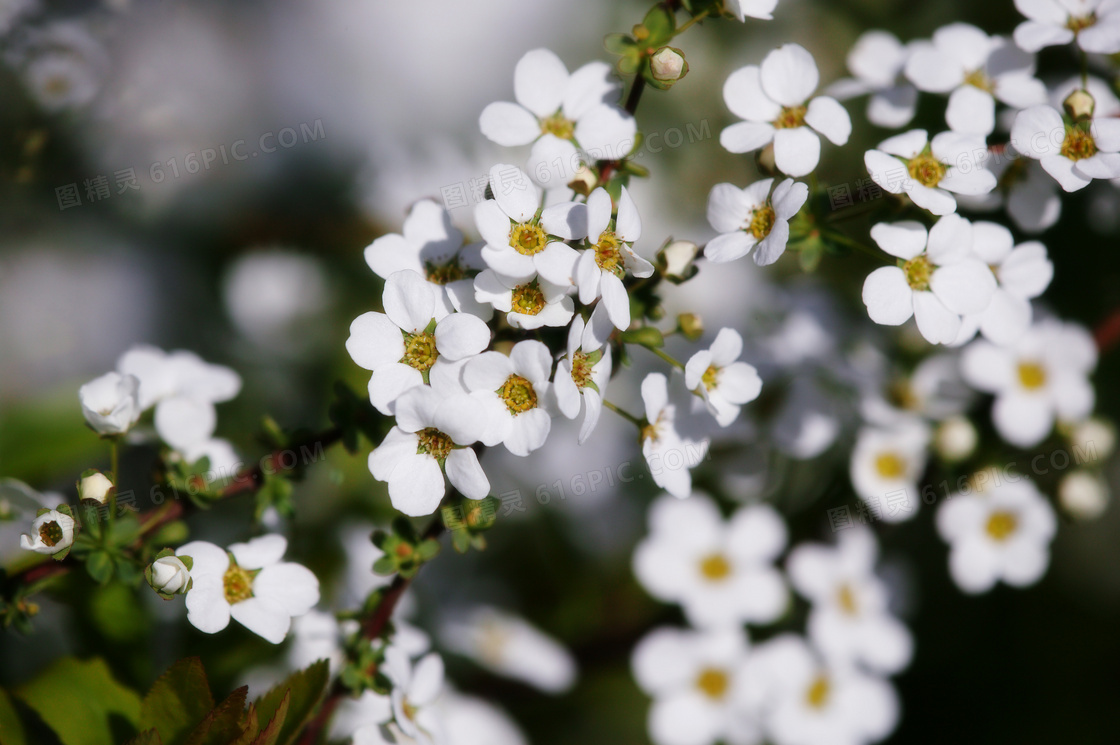 白色樱花摄影图片