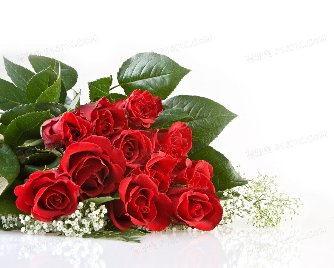 红色玫瑰花与白色小花高清摄影图片