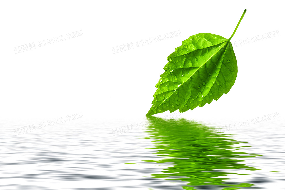 挂着水珠的绿叶倒影创意摄影高清图片