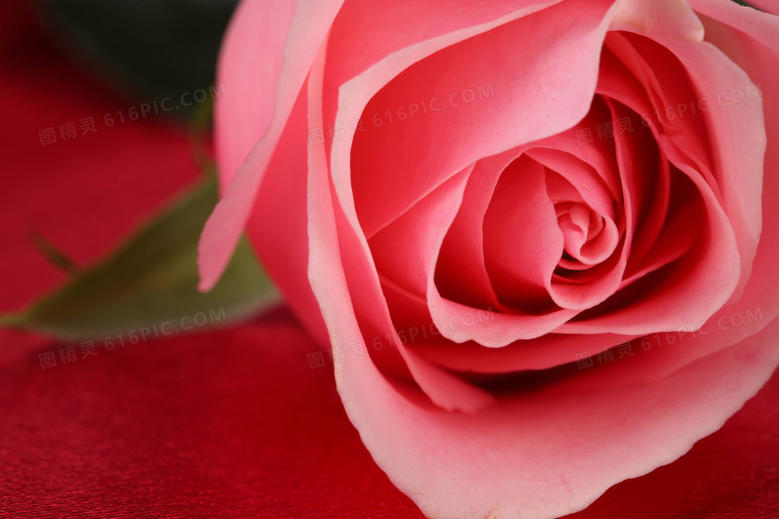 玫瑰花花蕾摄影图片