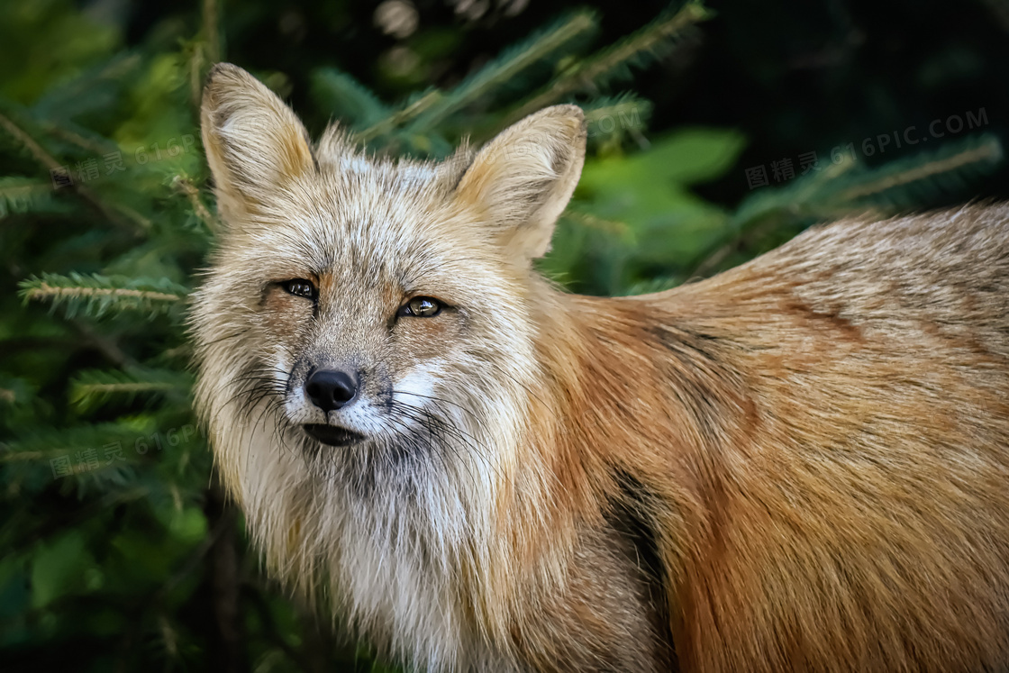 绿叶植物前的一只狐狸摄影高清图片
