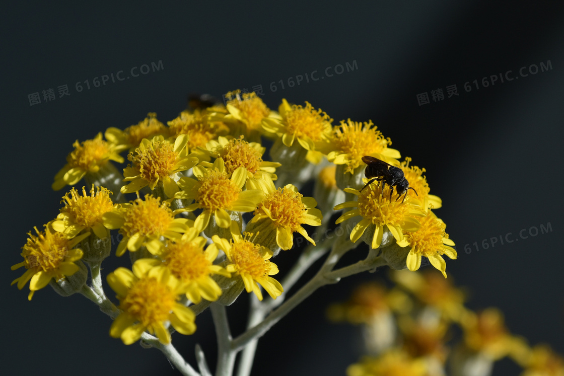 开出黄色小花朵的花卉植物高清图片