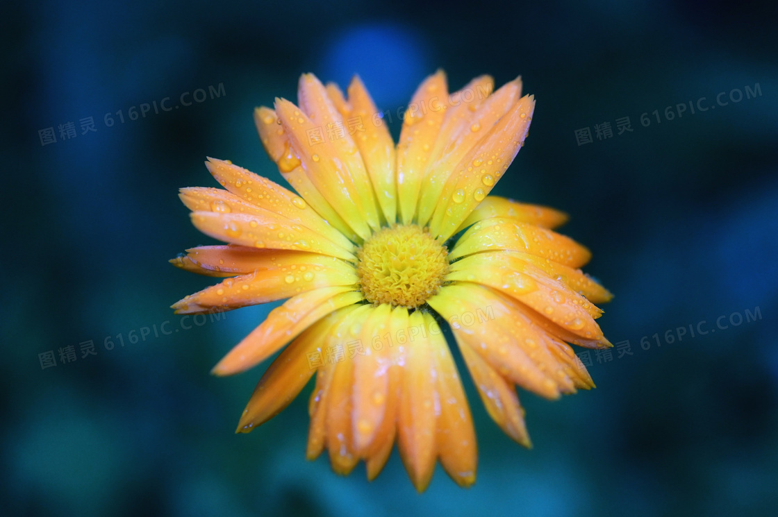 一场雨过后的菊花特写摄影高清图片