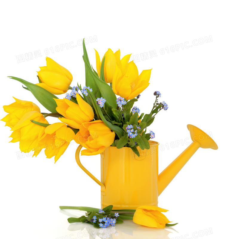 黄色郁金香与洒水壶高清摄影图片