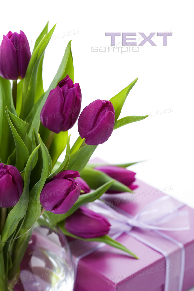 紫色郁金香与礼物高清摄影图片