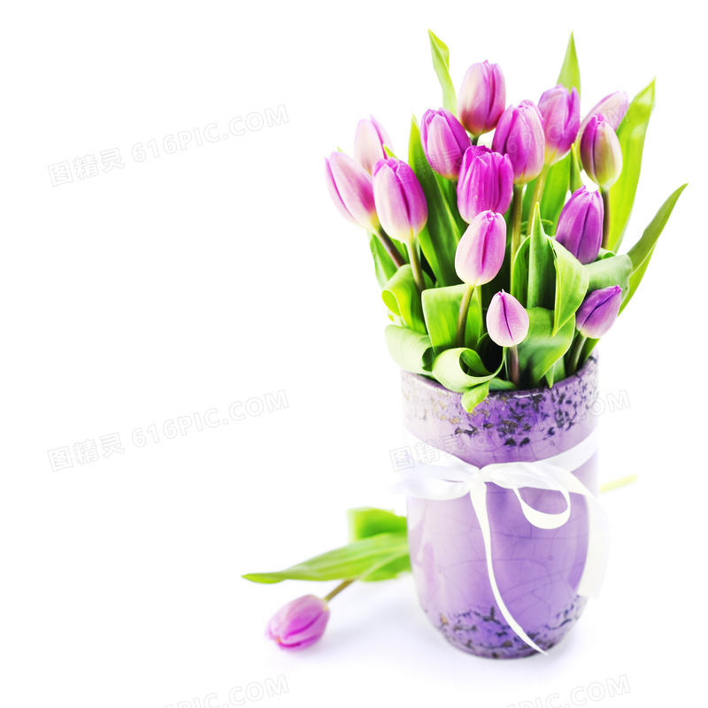 插在花瓶里的郁金香花朵高清摄影图片
