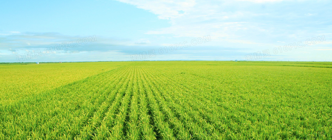 万里无边的稻田摄影图片