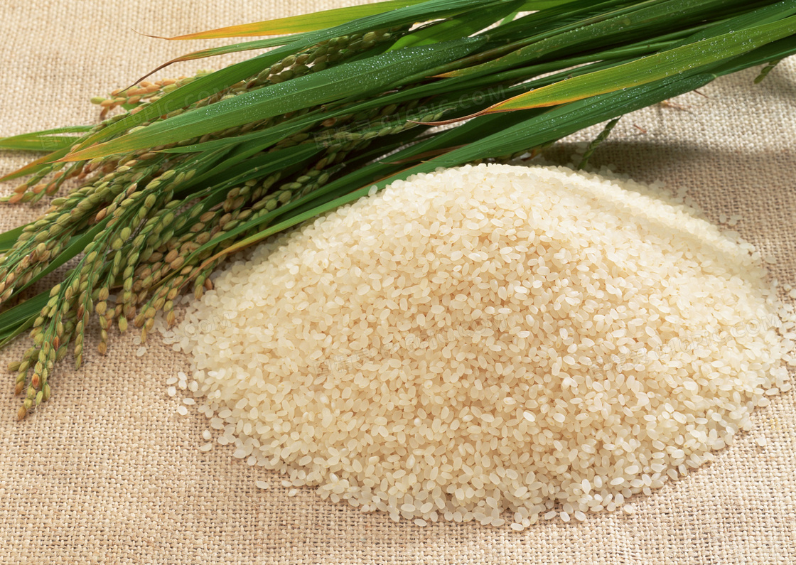 水稻和大米摄影图片