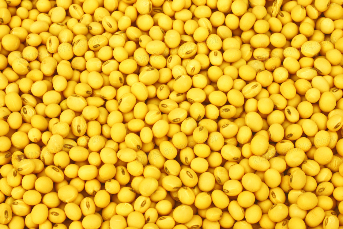 优质的黄豆摄影图片