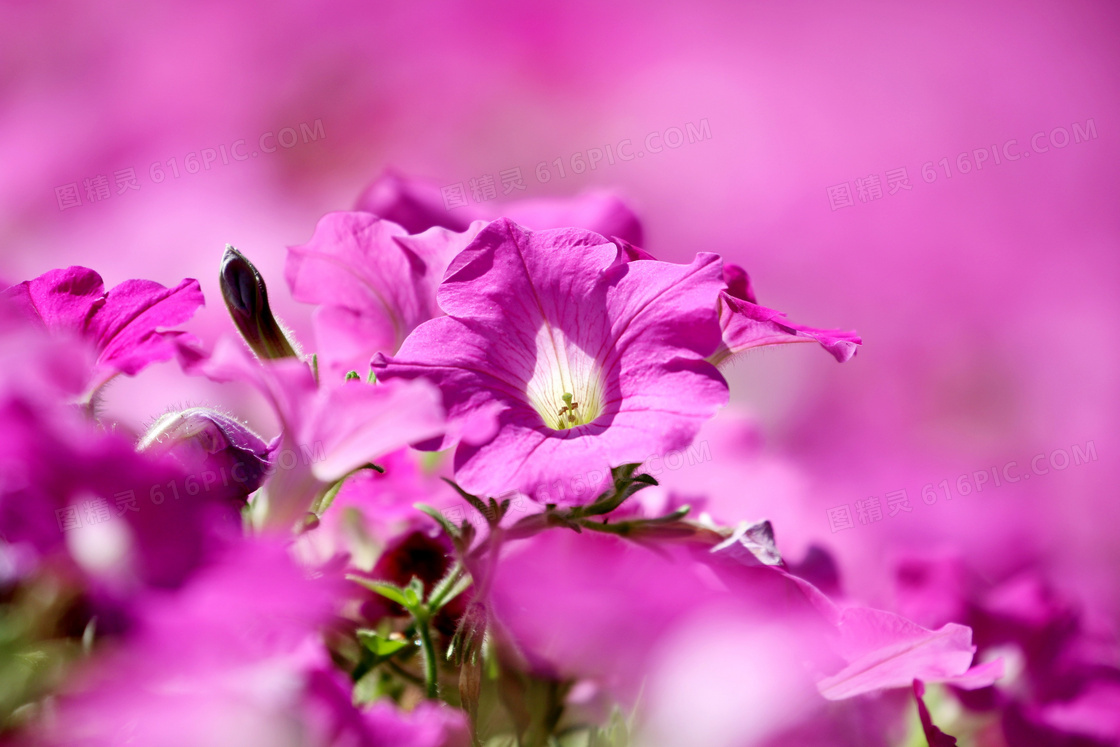 绽放的粉红色鲜花特写摄影高清图片