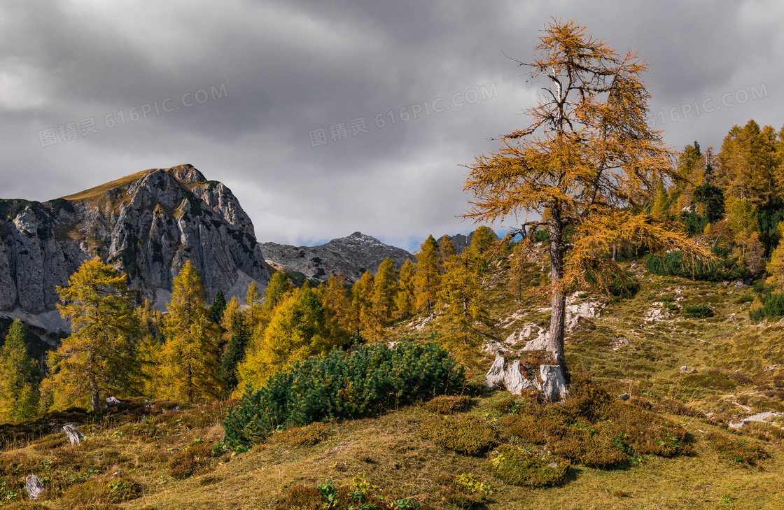 秋天季节山坡上的树木摄影高清图片