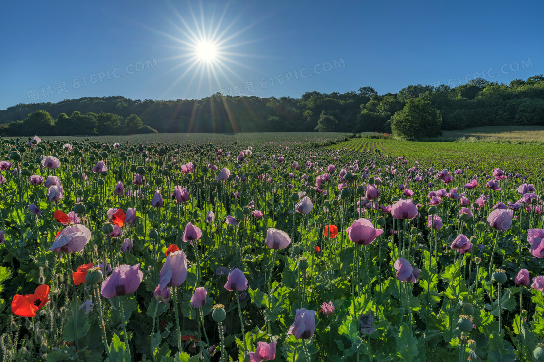 耀眼阳光下的花田植物摄影高清图片
