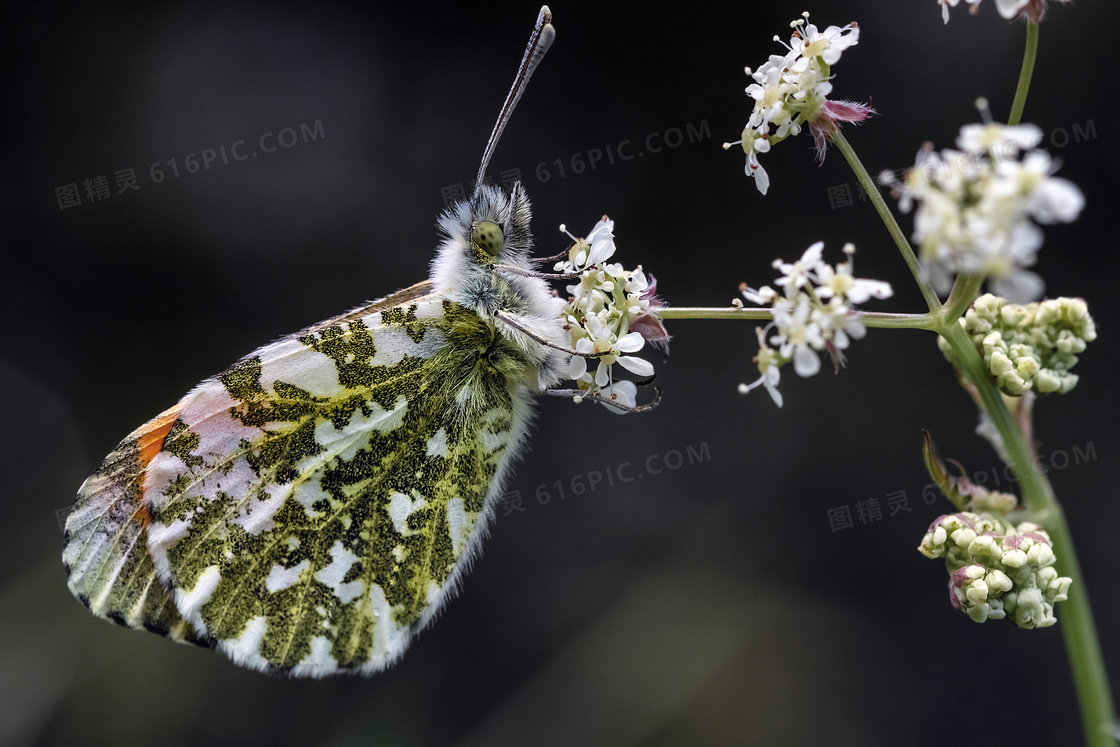 在停留授粉的蝴蝶特写摄影高清图片