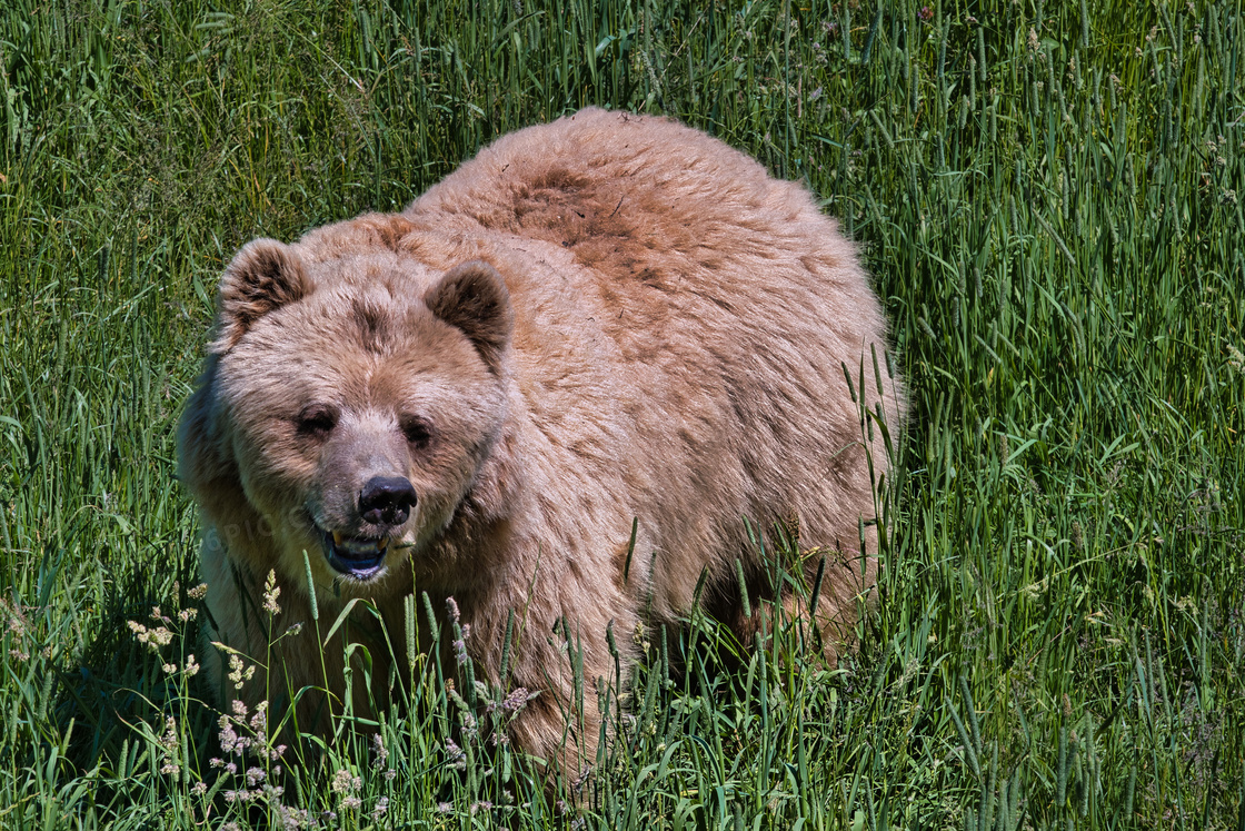 在青草丛中的棕熊特写摄影高清图片