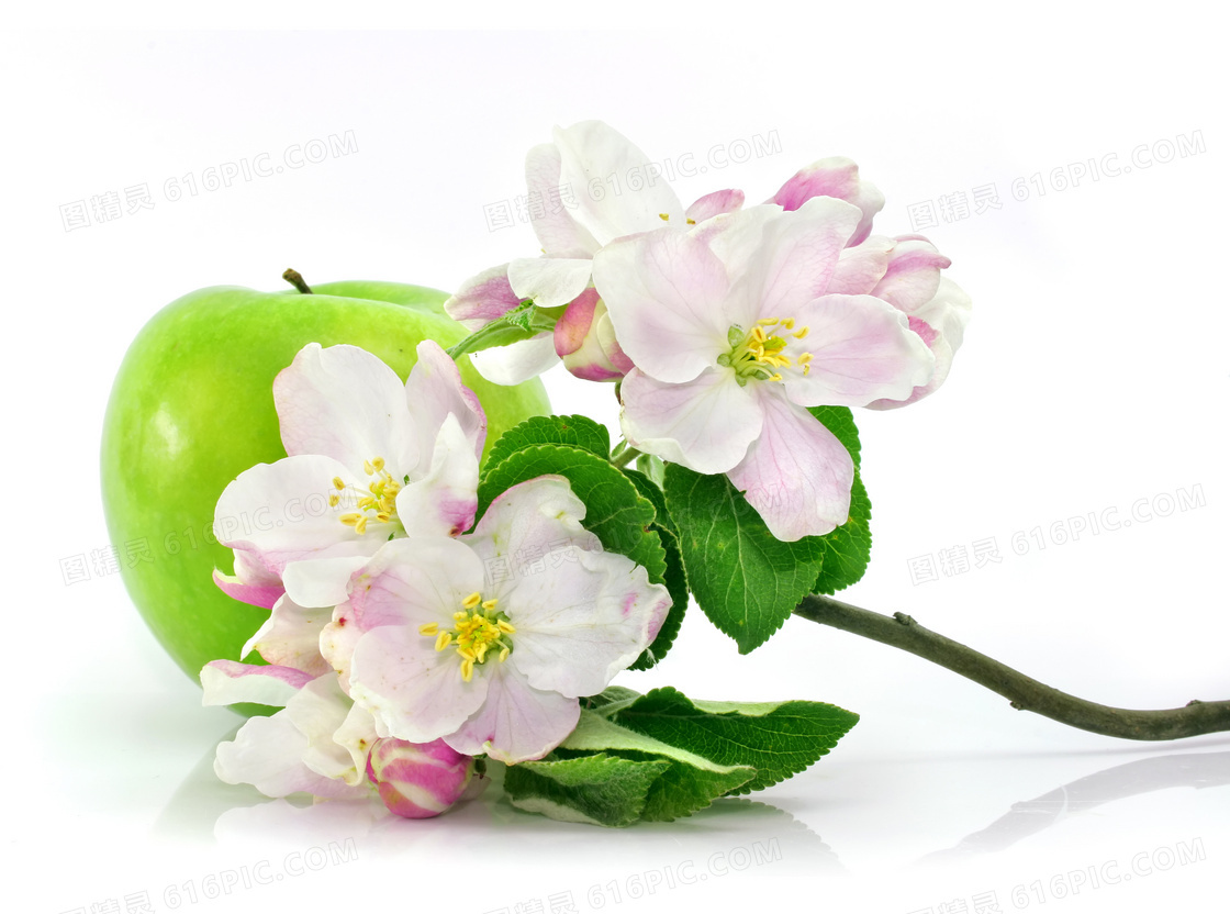 青苹果与粉红色的花朵摄影高清图片