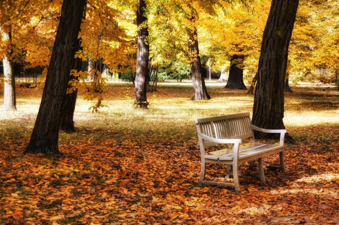 秋季公园树下的靠椅摄影图片
