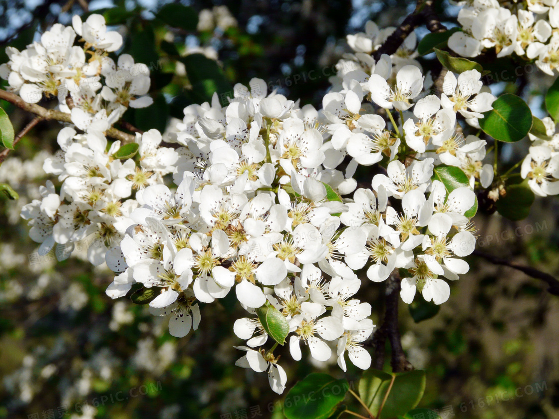 梨园里盛开的梨花摄影图片