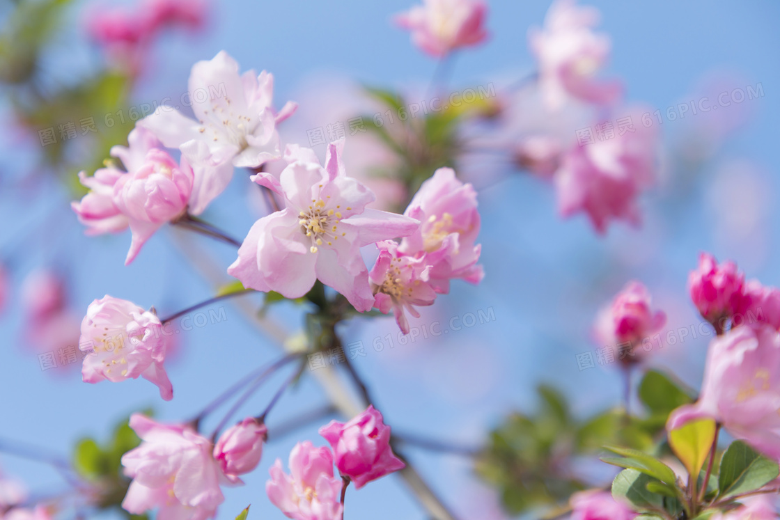 枝头盛开的粉红色桃花摄影图片