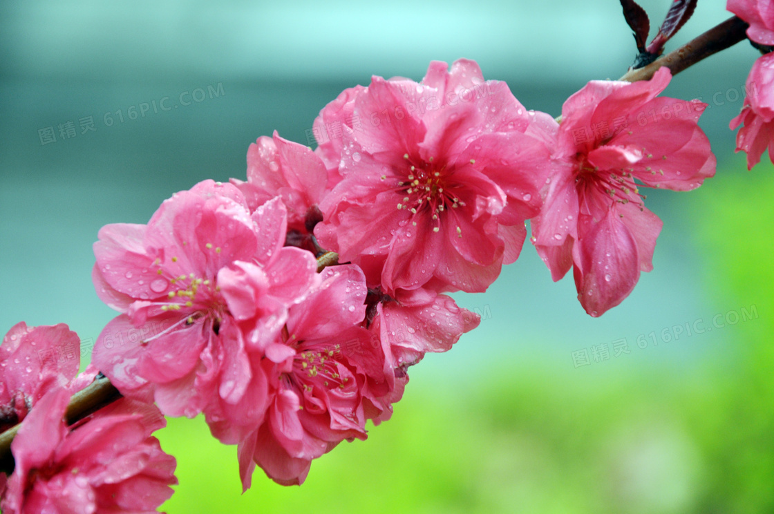 枝头上盛开的红色桃花摄影图片