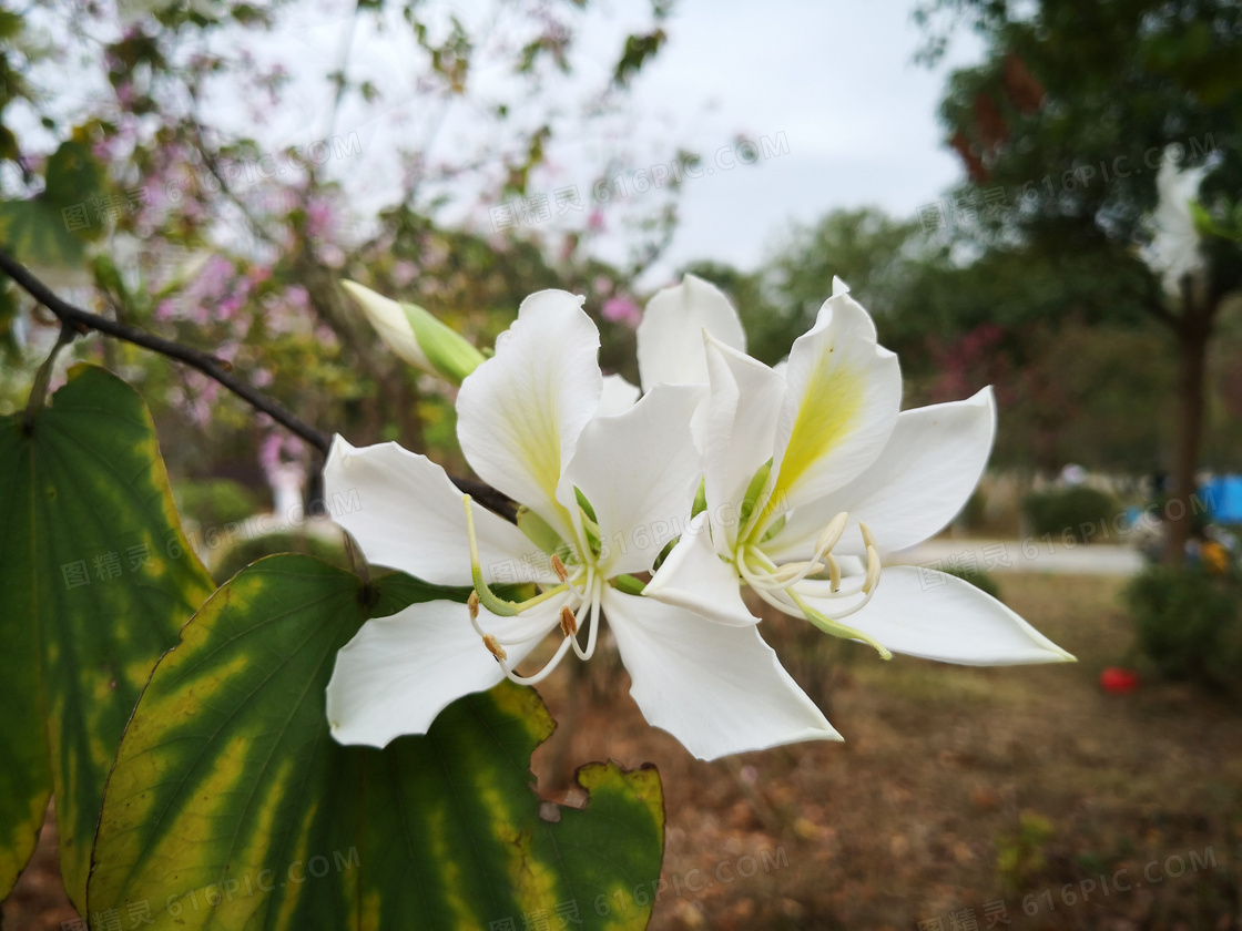枝头上盛开的白色紫荆花摄影图片