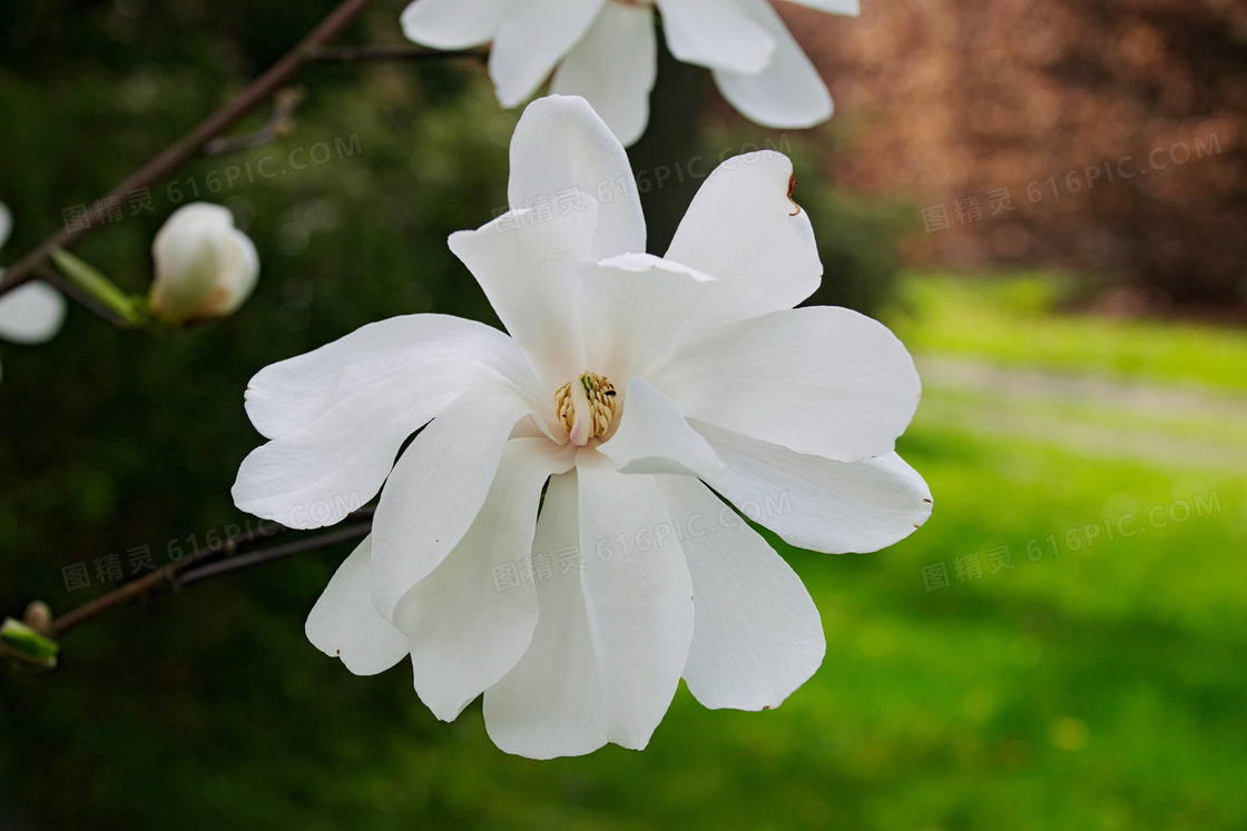 树枝上的白色玉兰花摄影图片
