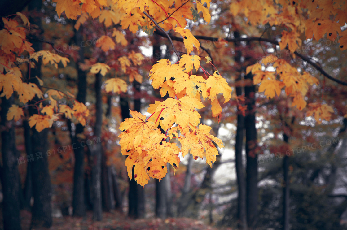 秋季金黄色的树叶景观摄影图片