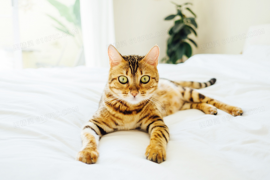 睡在床上的可爱小猫咪摄影图片