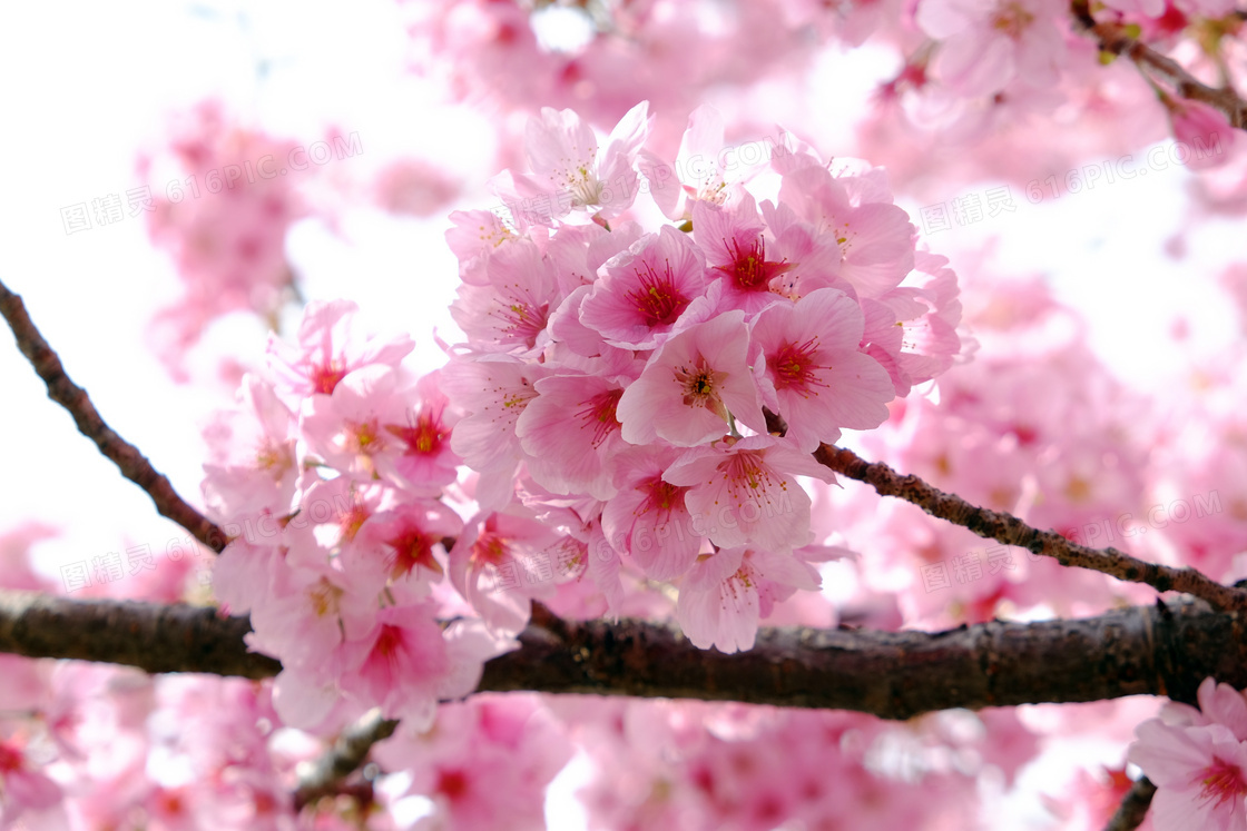 枝头上盛开的粉色樱花摄影图片