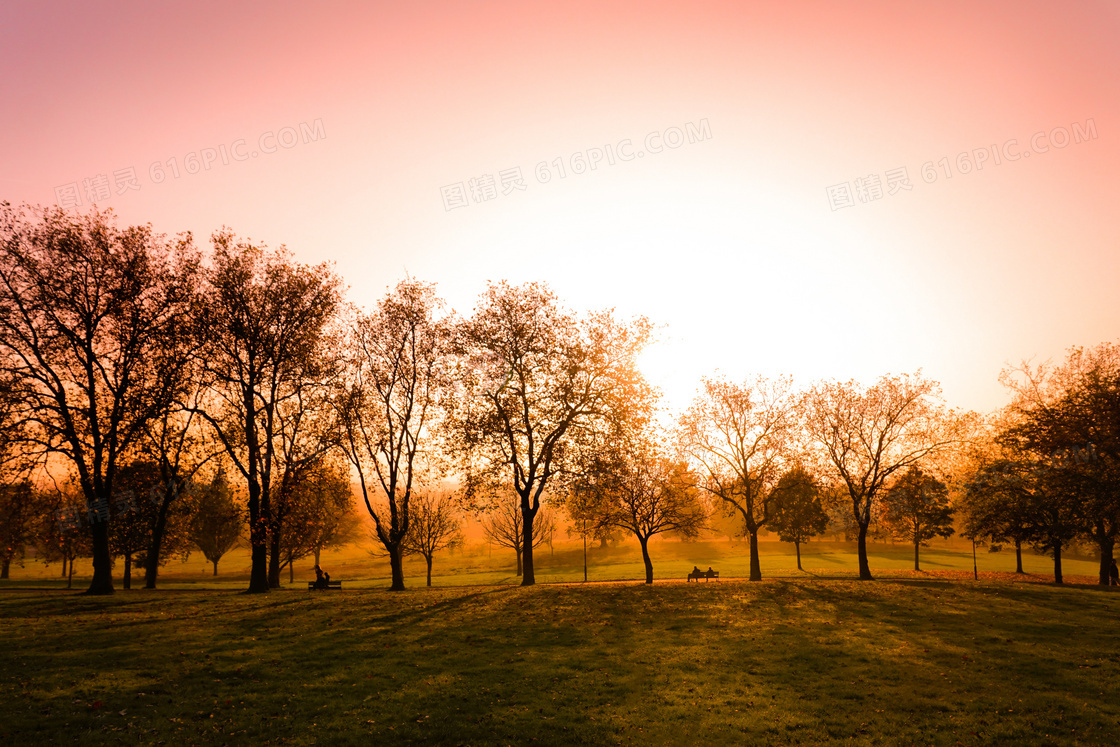 公园中逆光下的树木美景摄影图片
