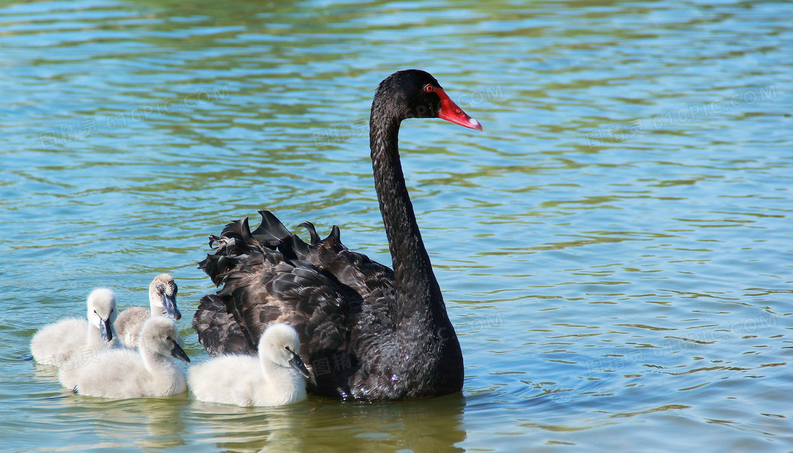 湖面上的黑天鹅和小天鹅摄影jpg图片免费下载_编号139hwg641_图精灵