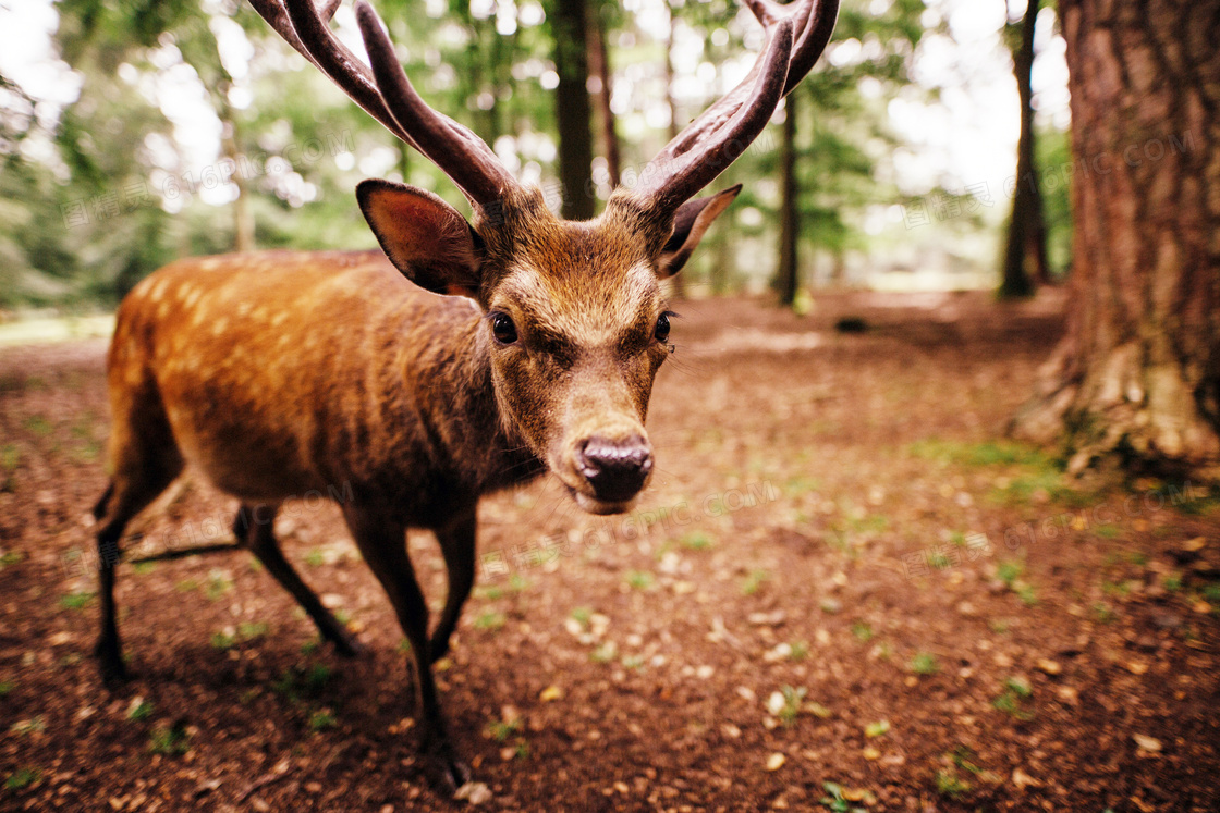 树林中的小驯鹿摄影图片