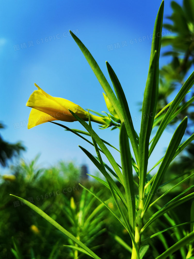 盛开的黄色花朵特写摄影图片