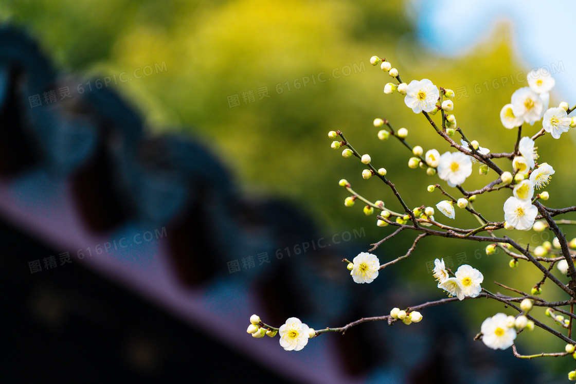 枝头上的花苞和白色梅花摄影图片