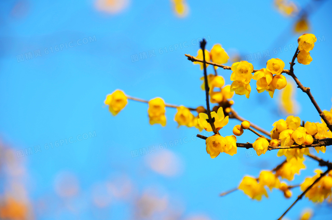 枝头上盛开的黄色梅花摄影图片