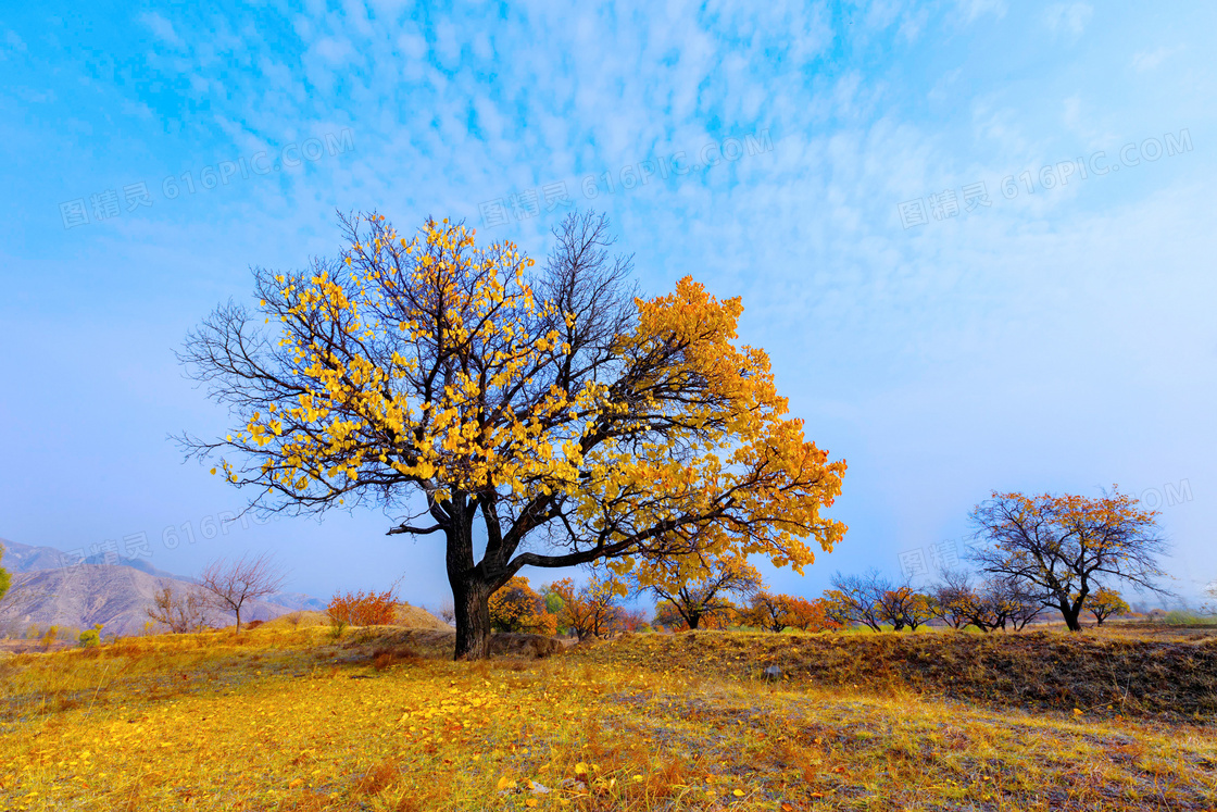 秋季蓝天下的大树和落叶摄影图片