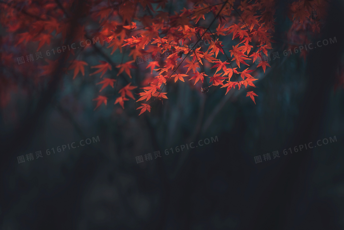 秋季树上红色枫叶高清摄影图片