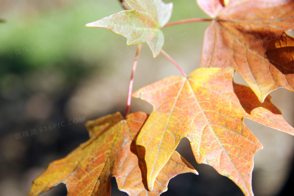 秋季金黄色森林美景高清摄影图片