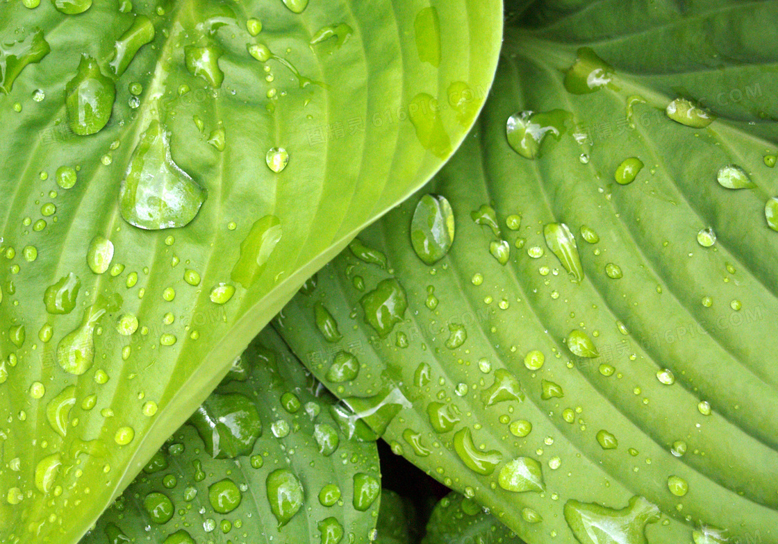 雨后绿叶上的水滴特效摄影图片
