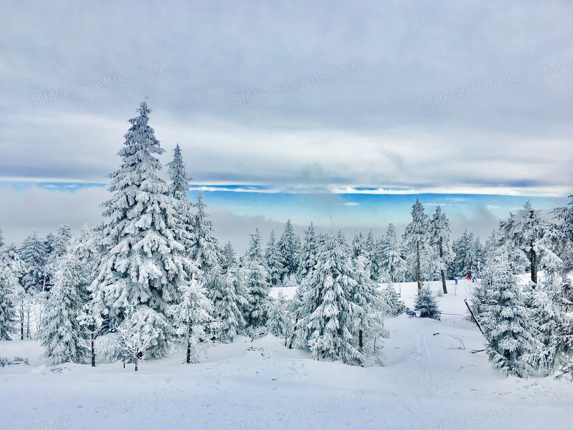 山中美丽的雪松景观摄影图片