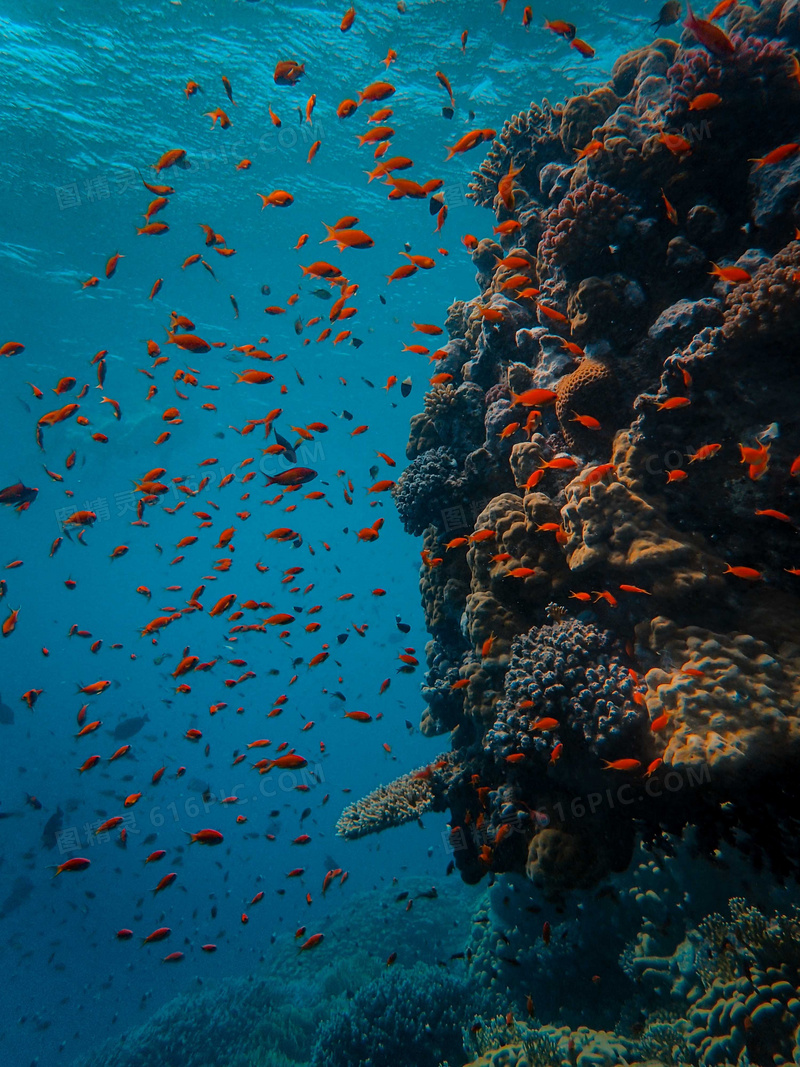 在珊瑚附近游来游去的鱼群高清图片