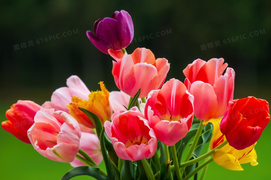 多种颜色的郁金香鲜花特写高清图片