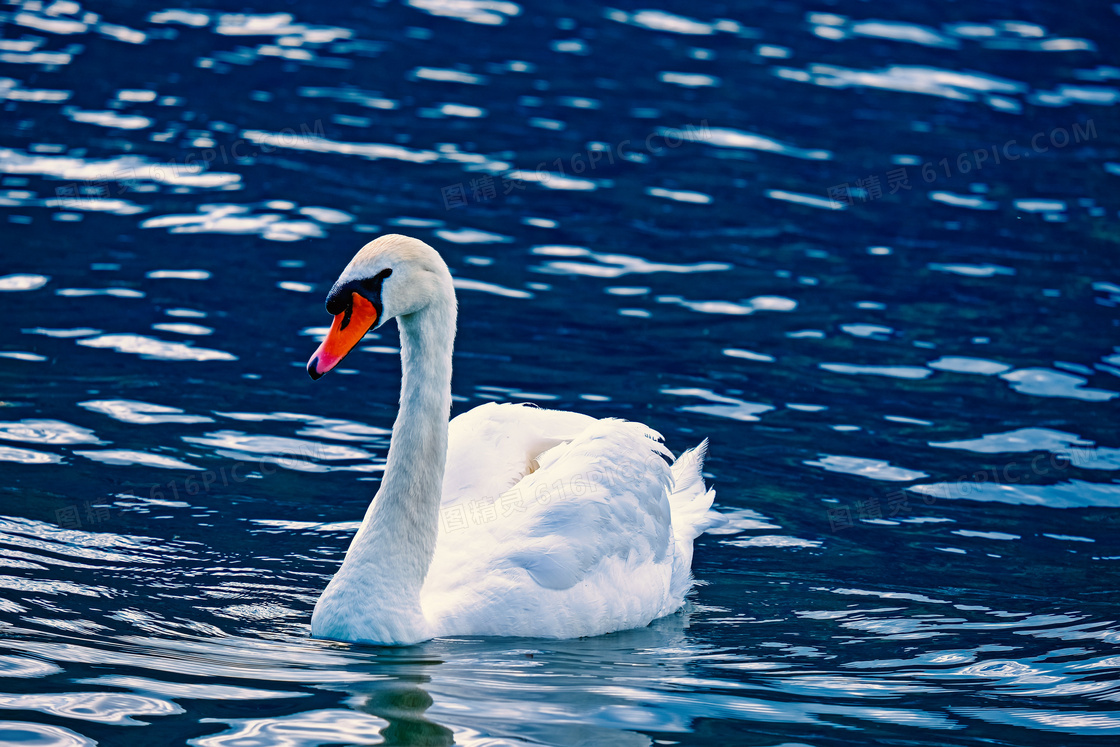 粼粼波光水面上的白色天鹅高清图片
