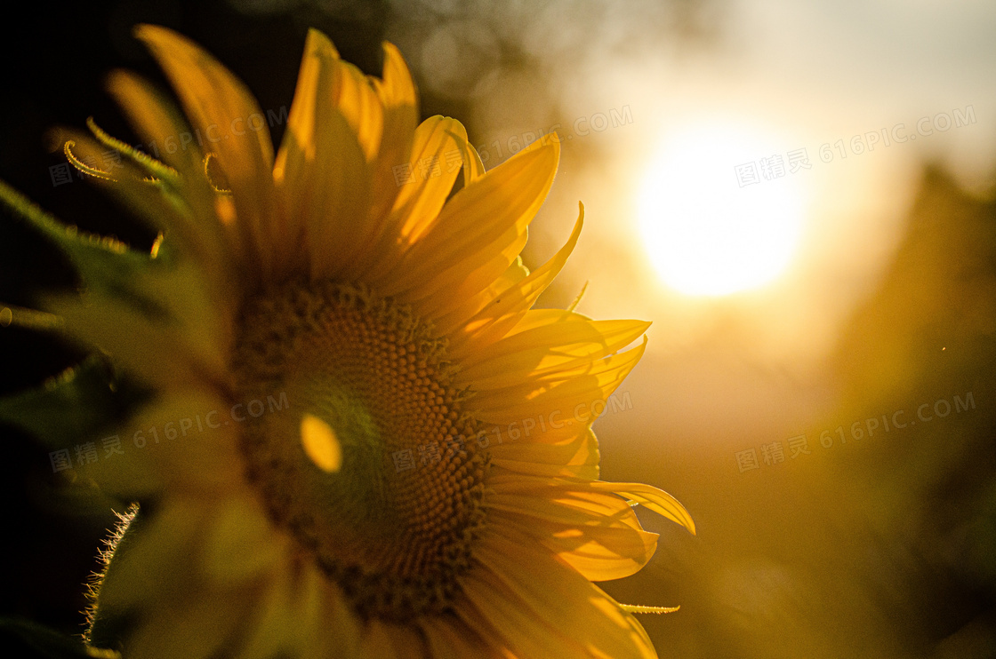 尚未成熟的向日葵逆光摄影高清图片
